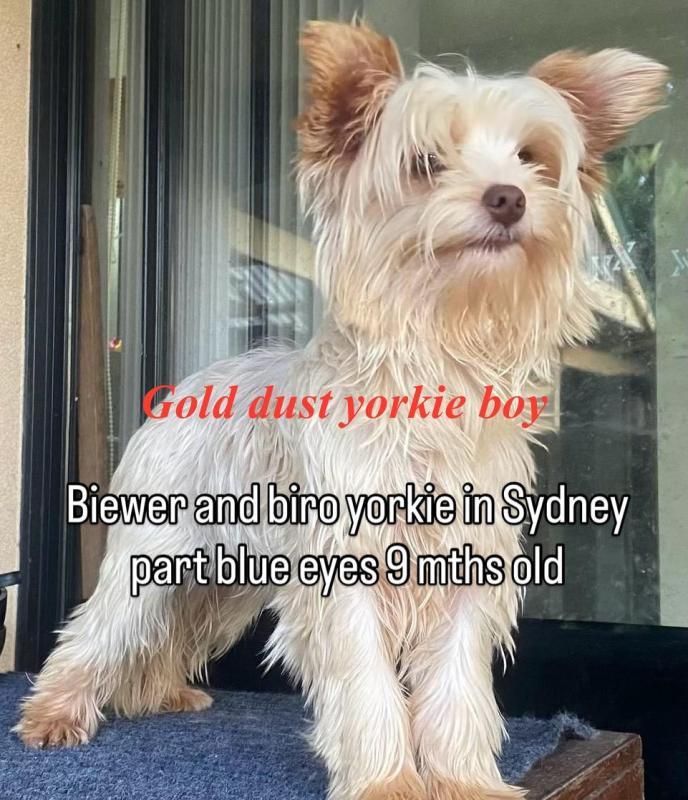 Exotic gold dust rare yorkie boy