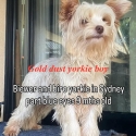 Exotic gold dust rare yorkie boy