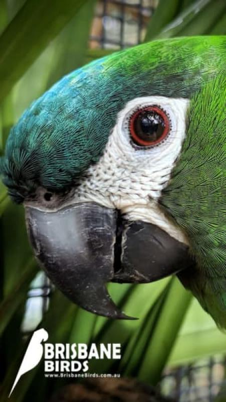 Hahn's Macaws for Sale