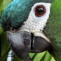 Hahn's Macaws for Sale