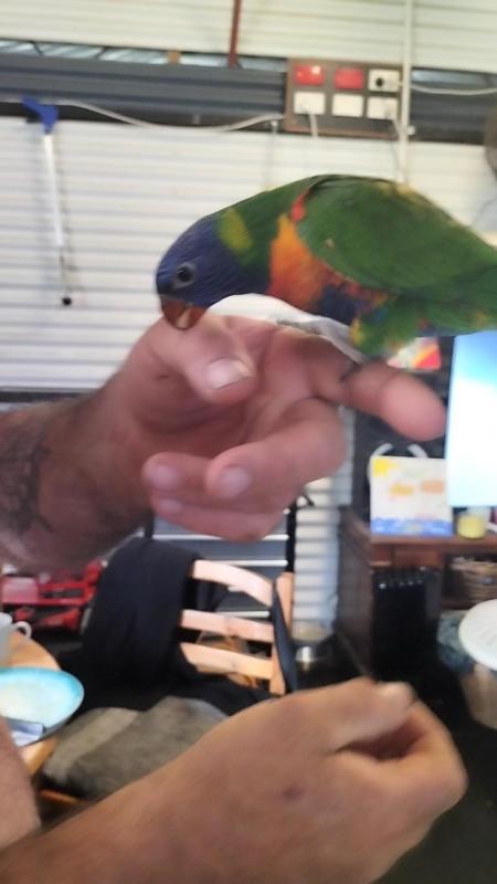 Hand raised rainbow lorikeet