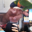 Hand raised rainbow lorikeet