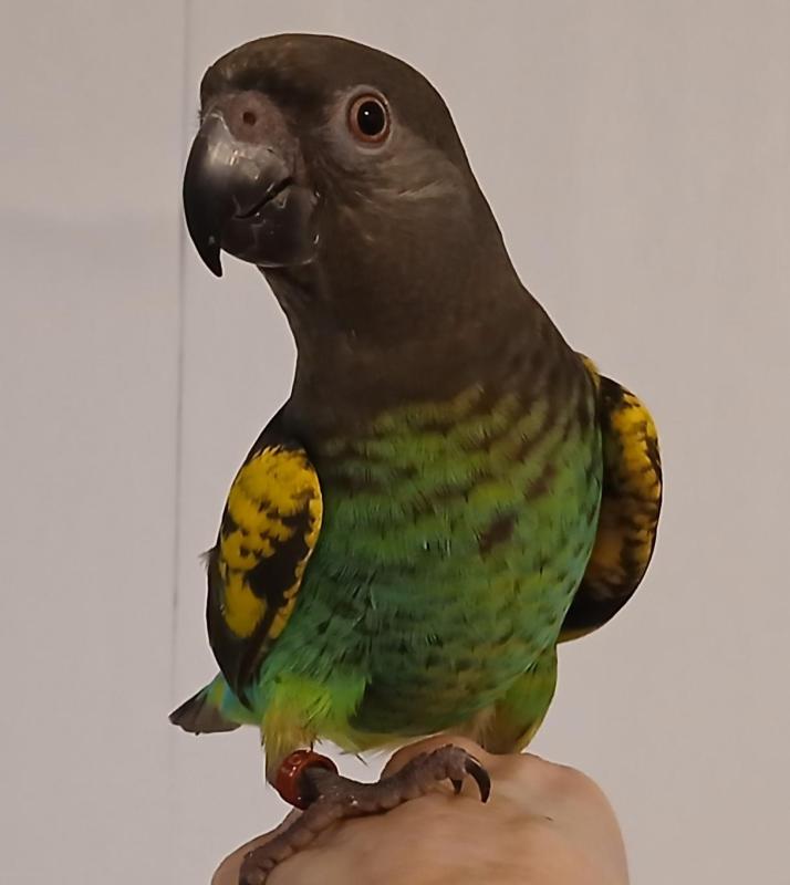 Myers parrot handraised male