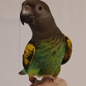 Myers parrot handraised male