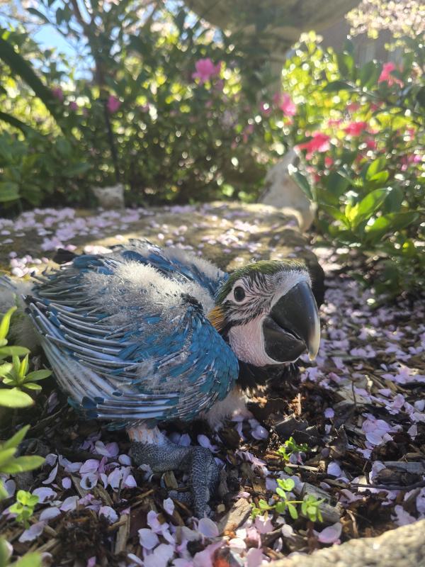 Handraised blue and gold macaw male