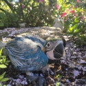 Handraised blue and gold macaw male