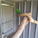 Ecelectus cock bird 400