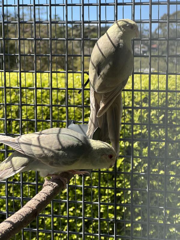 Fallow Blue Kakariki mutations