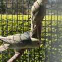Fallow Blue Kakariki mutations