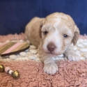 Purebred Toy Poodles