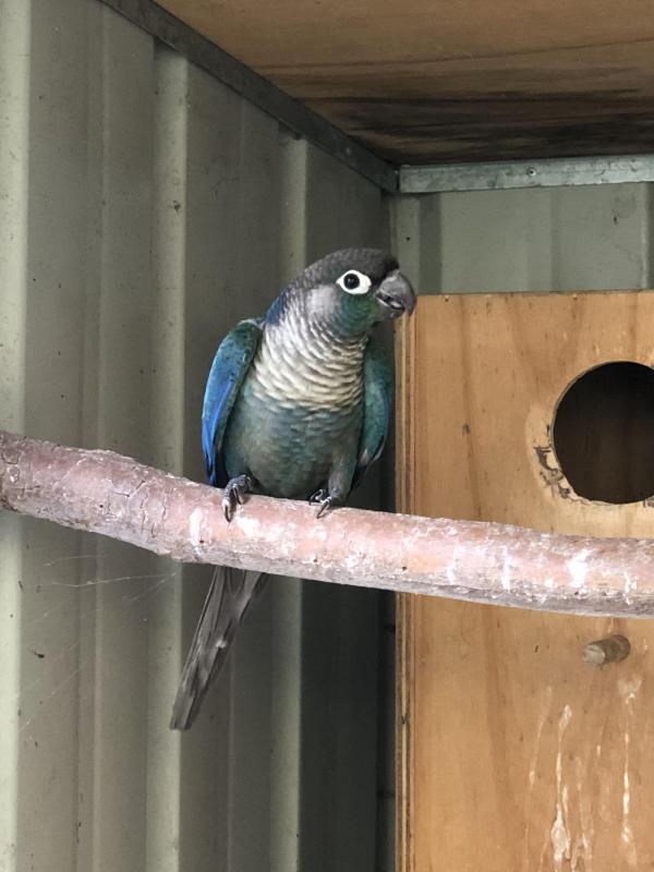 DFVT Green Cheek Conure Cock Bird