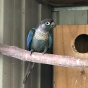 DFVT Green Cheek Conure Cock Bird