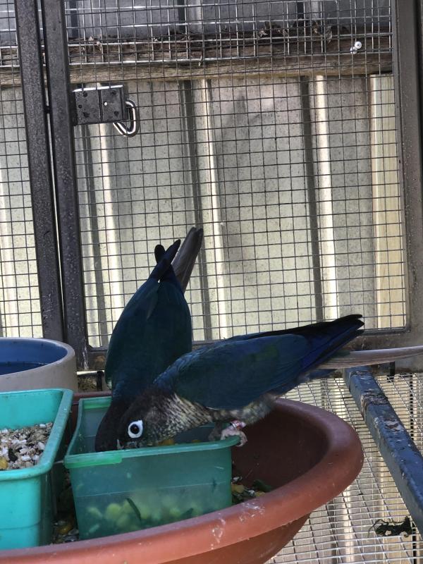 DFVT GCC Proven Breeding Pair