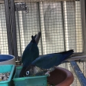 DFVT GCC Proven Breeding Pair