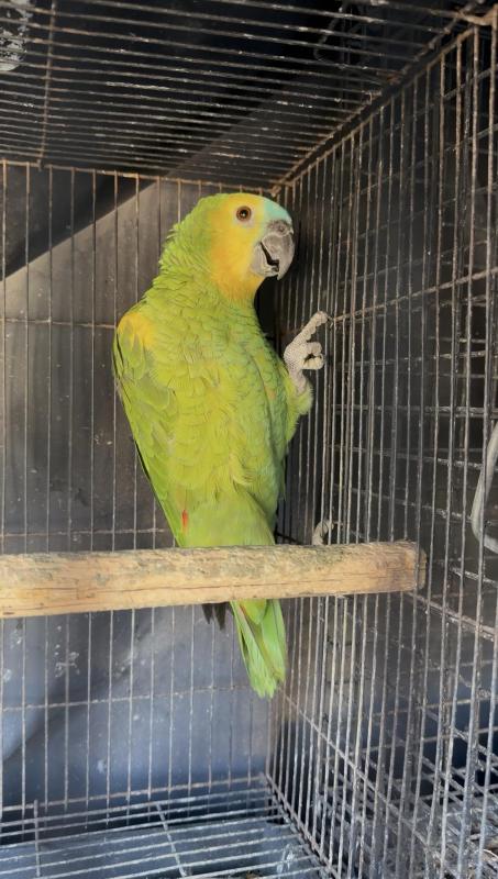 Mature Female Amazon