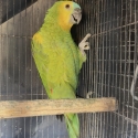 Mature Female Amazon
