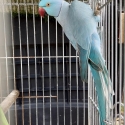 Mature Indian Ringneck
