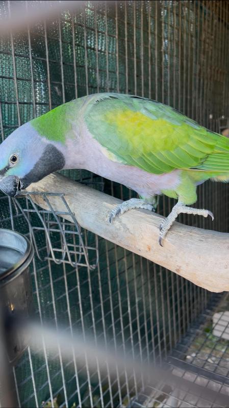 Mature Female Derbyan