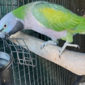 Mature Female Derbyan