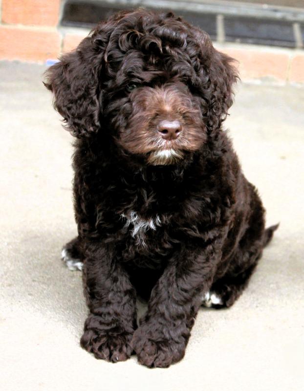 Beautiful Bordoodles - DNA Clear