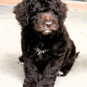 Beautiful Bordoodles - DNA Clear