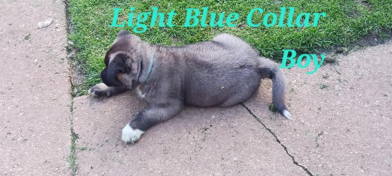 Purebred American Akita pups