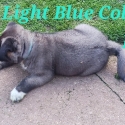 Purebred American Akita pups
