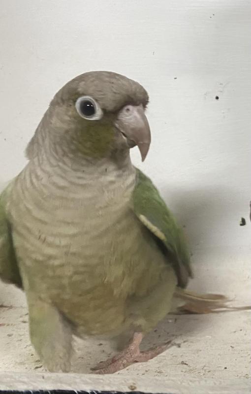 Blue Pineapple Greencheek