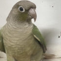 Blue Pineapple Greencheek