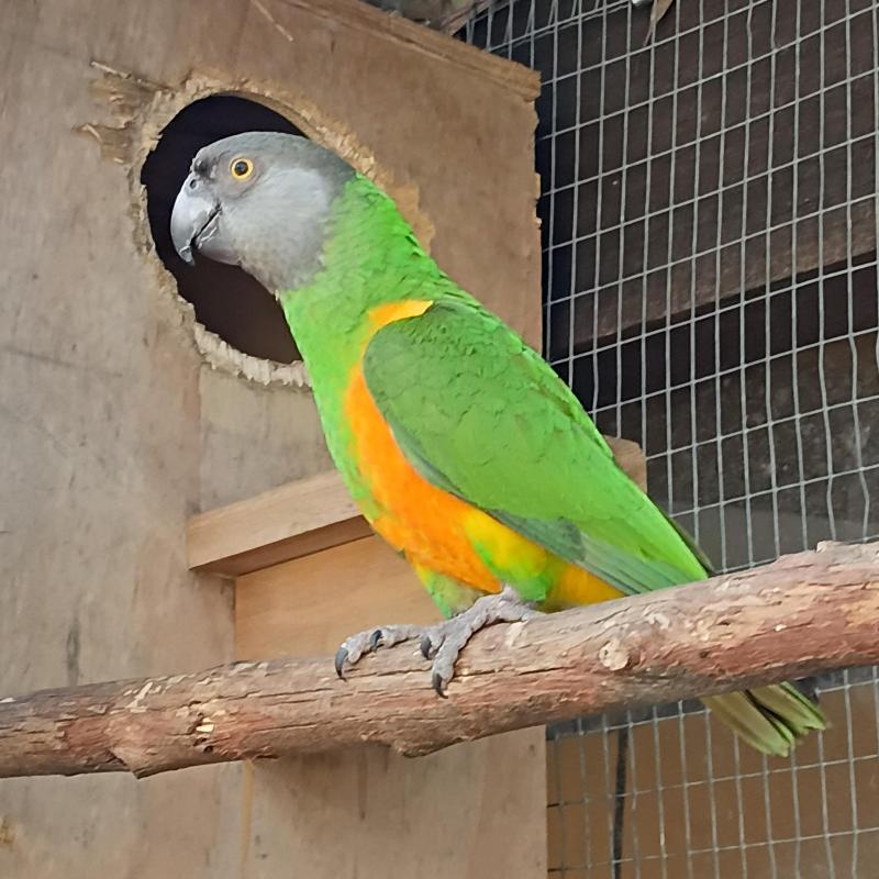 Senegal cock
