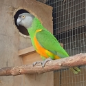Senegal cock