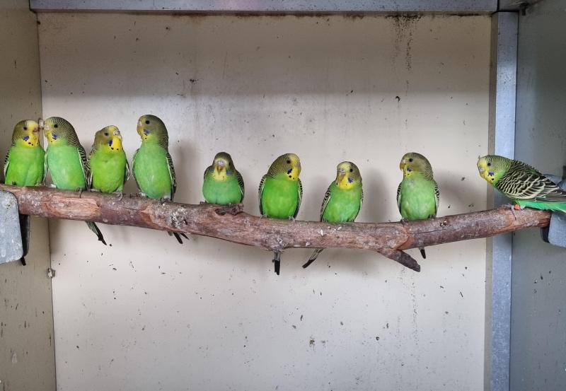Pure Normal Bush Budgies