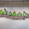 Pure Normal Bush Budgies