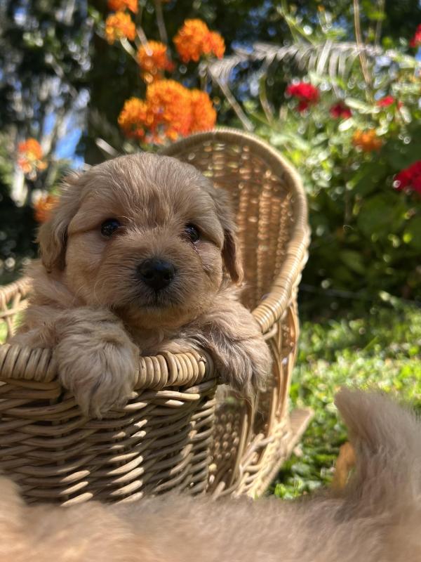 Toy Cavoodles ready in 3 weeks boys and girls