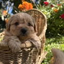 Toy Cavoodles ready in 3 weeks boys and girls