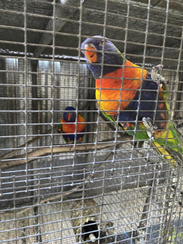 breading pair Lorikeets must sell