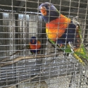 breading pair Lorikeets must sell