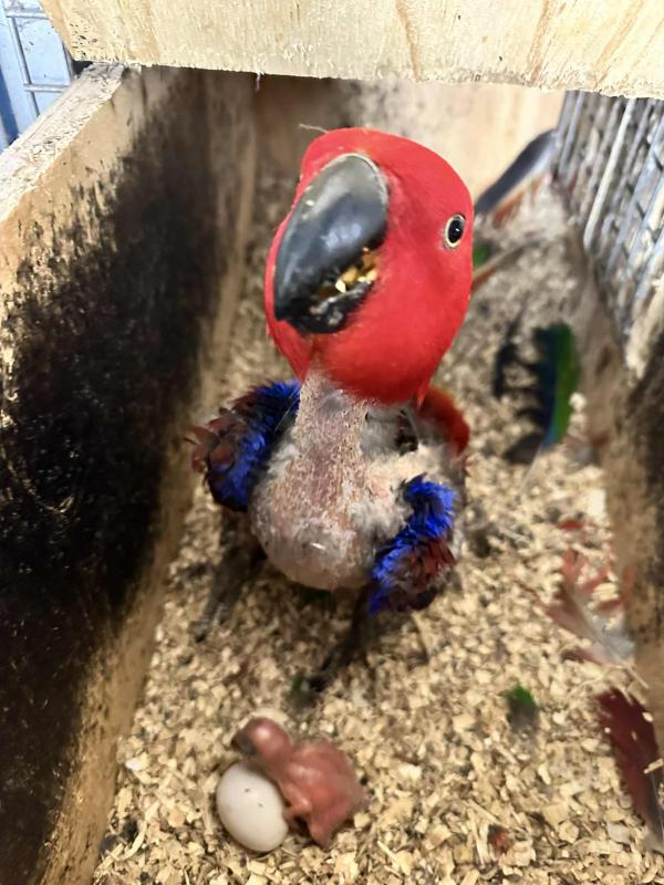 Grand Eclectus breeding pair with chick