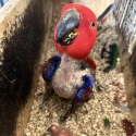 Grand Eclectus breeding pair with chick
