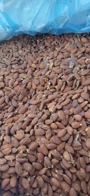 Sydney nut run friday 10th Saturday 11th