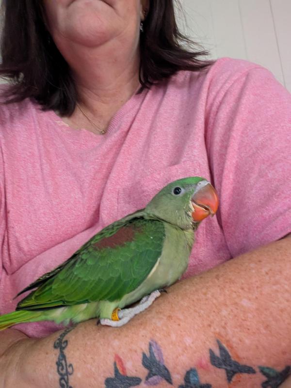Alexandrine