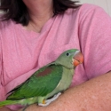 Alexandrine