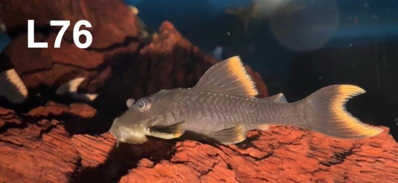Rare plecos L141 L76 L96