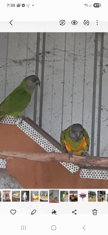 Senegels Pair