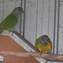 Senegels Pair