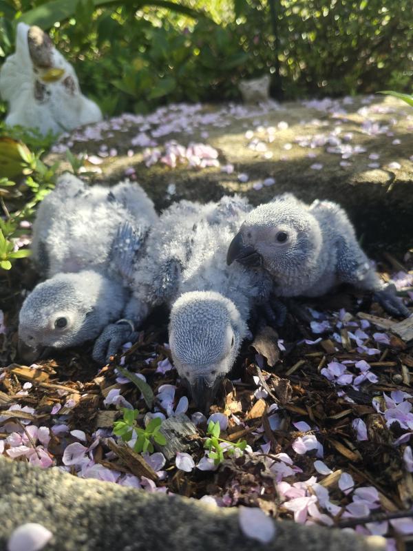 Handraised African Greys