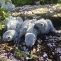 Handraised African Greys
