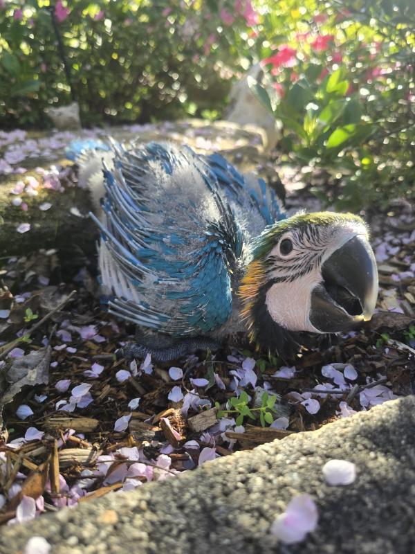 Handraised blue and gold macaw male