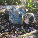 Handraised blue and gold macaw male