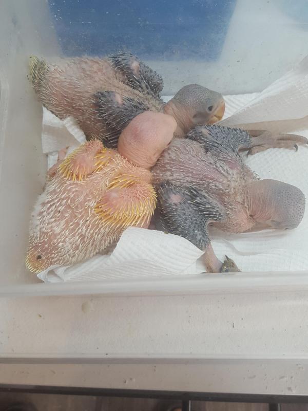 Alexandrines babies